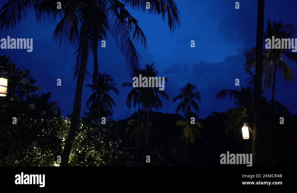 Coconut trees with lighting in island resort dark blue evening sky