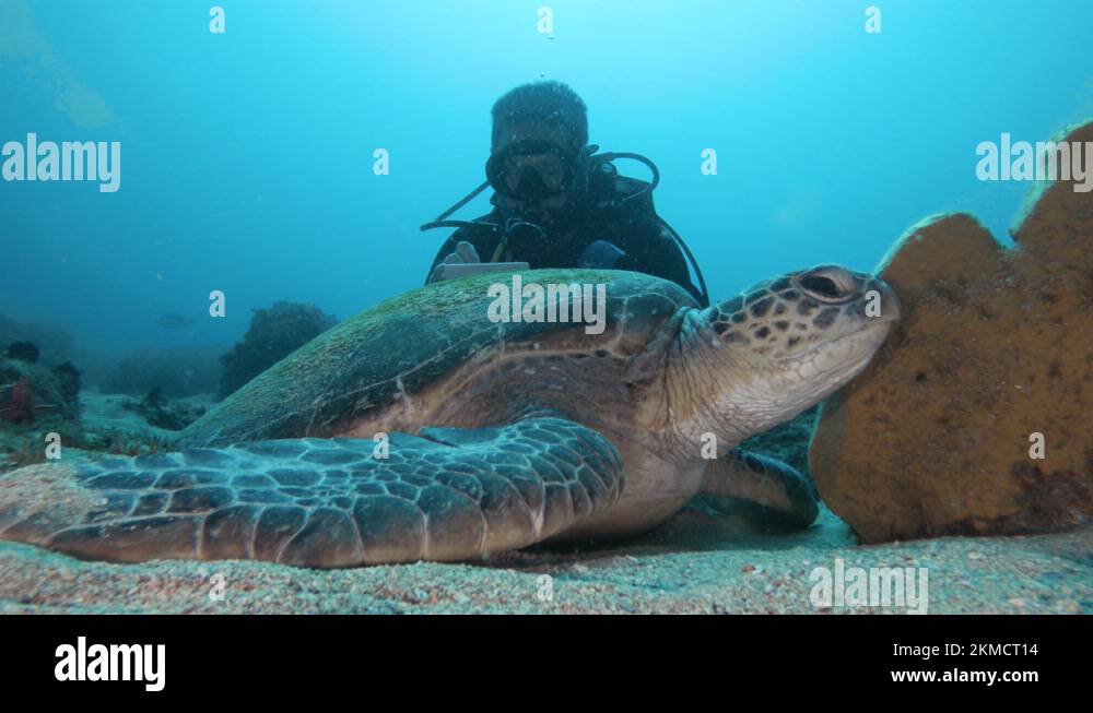 Underwater recording equipment Stock Videos & Footage HD and 4K Video