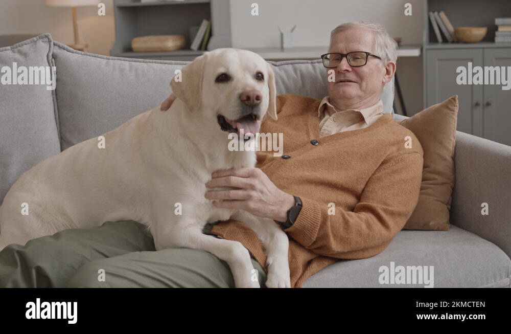 Labrador Man Man labrador retriever Stock Videos & Footage - HD and 4K Video Clips ...