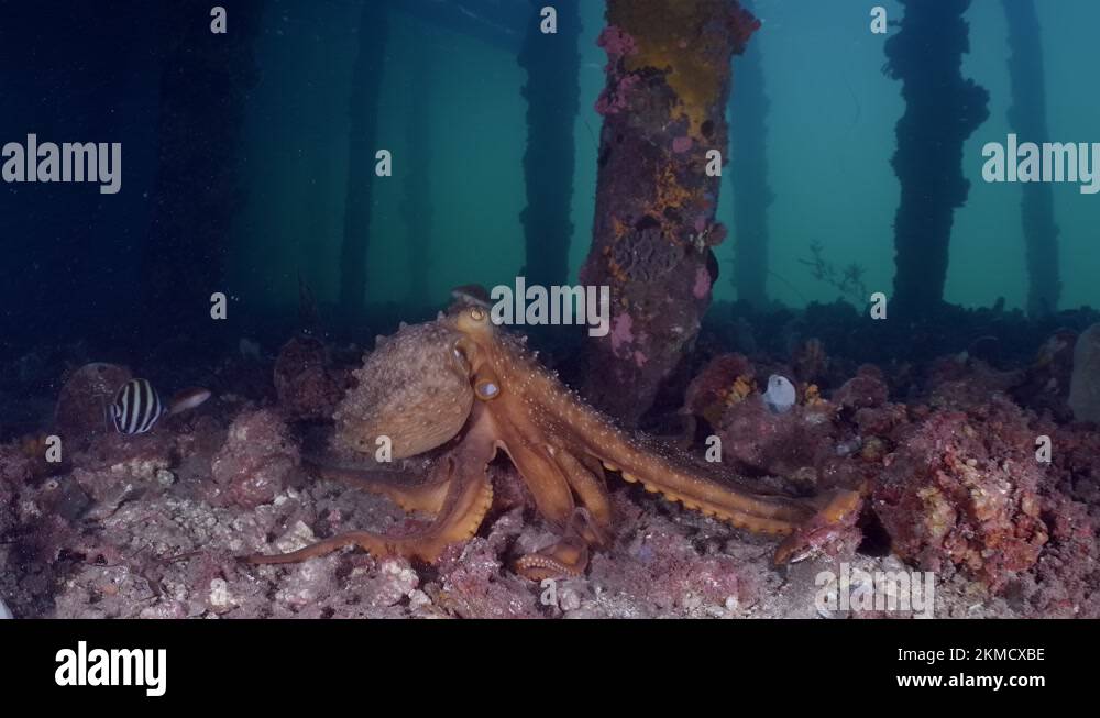 Maori Octopus Macroctopus propulsion jetting underwater and swimming on