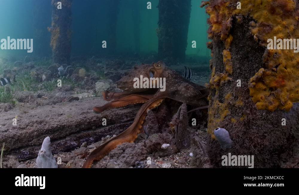 Maori Octopus Macroctopus propulsion jetting underwater and swimming on