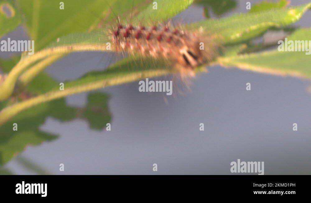 European Gypsy moth caterpillar infestation destroys trees in city
