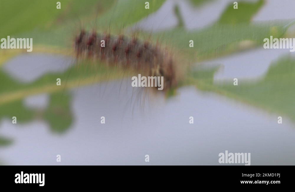 European Gypsy moth caterpillar infestation destroys trees in city