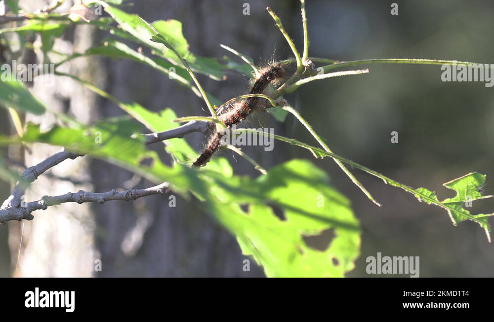 European Gypsy moth caterpillar infestation destroys trees in city