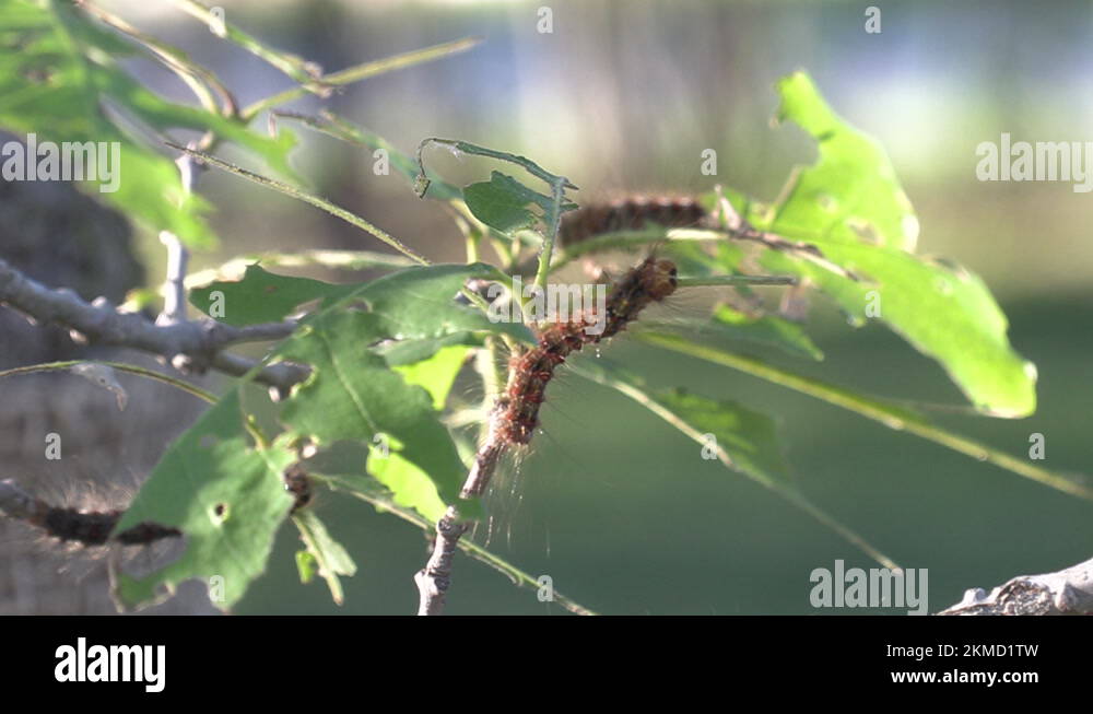 European Gypsy moth caterpillar infestation destroys trees in city