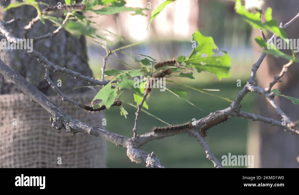 European Gypsy moth caterpillar infestation destroys trees in city