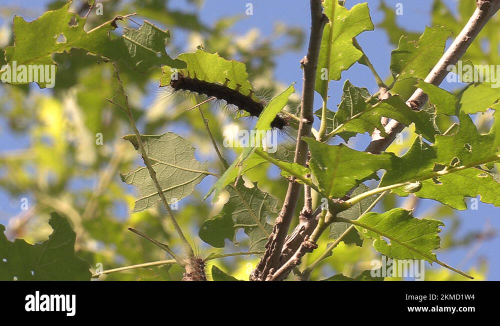 European Gypsy moth caterpillar infestation destroys trees in city