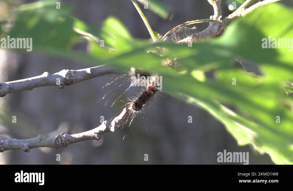 European Gypsy moth caterpillar infestation destroys trees in city