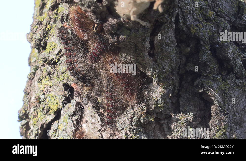 European Gypsy moth caterpillar infestation destroys trees in city