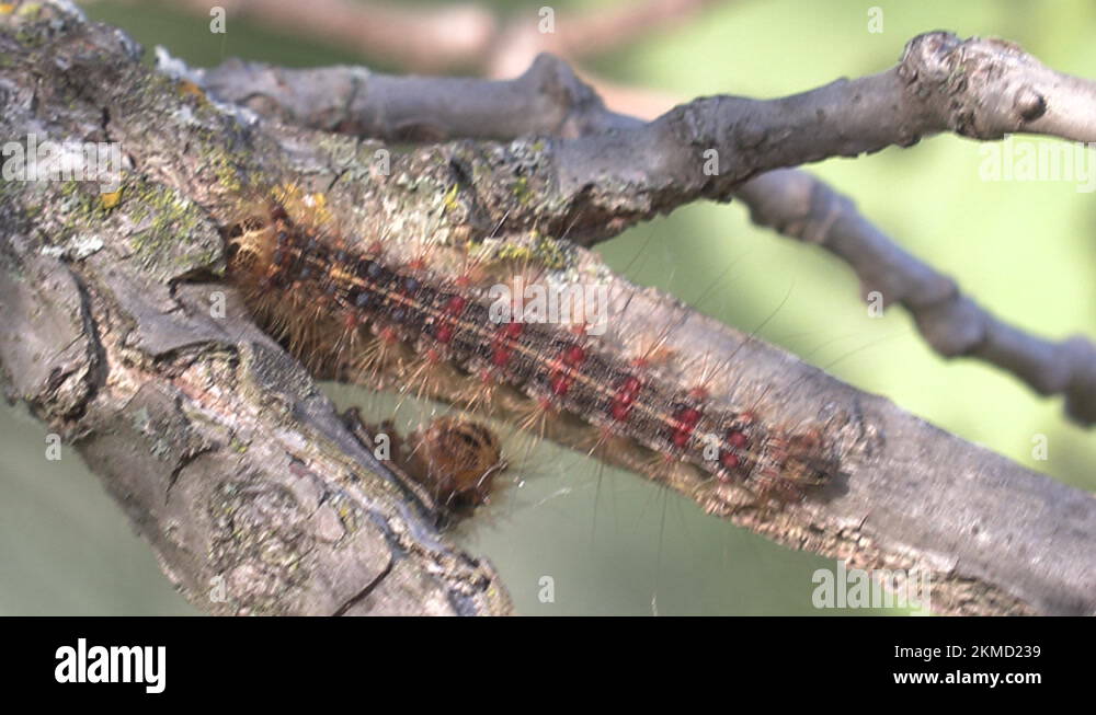 European Gypsy moth caterpillar infestation destroys trees in city