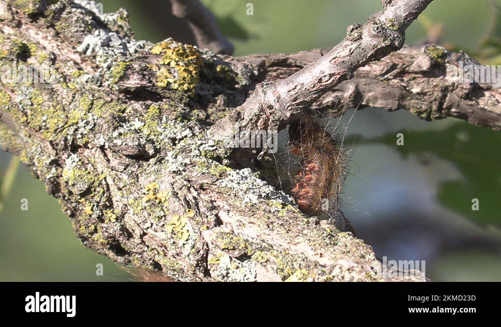 European Gypsy moth caterpillar infestation destroys trees in city
