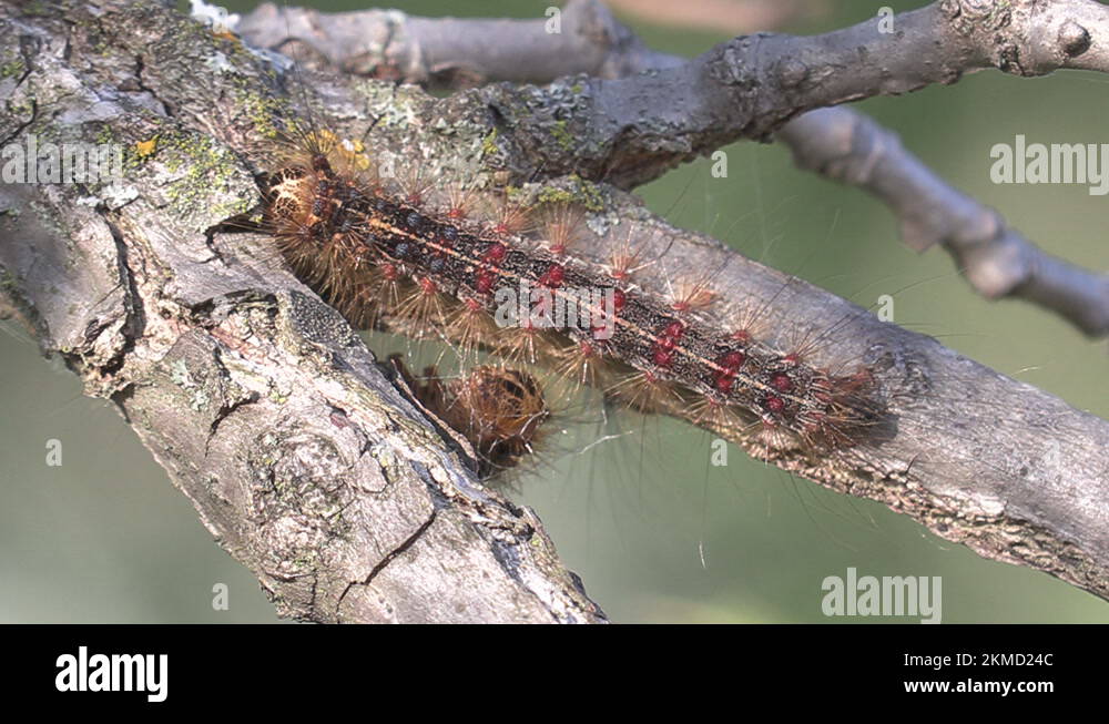European Gypsy moth caterpillar infestation destroys trees in city