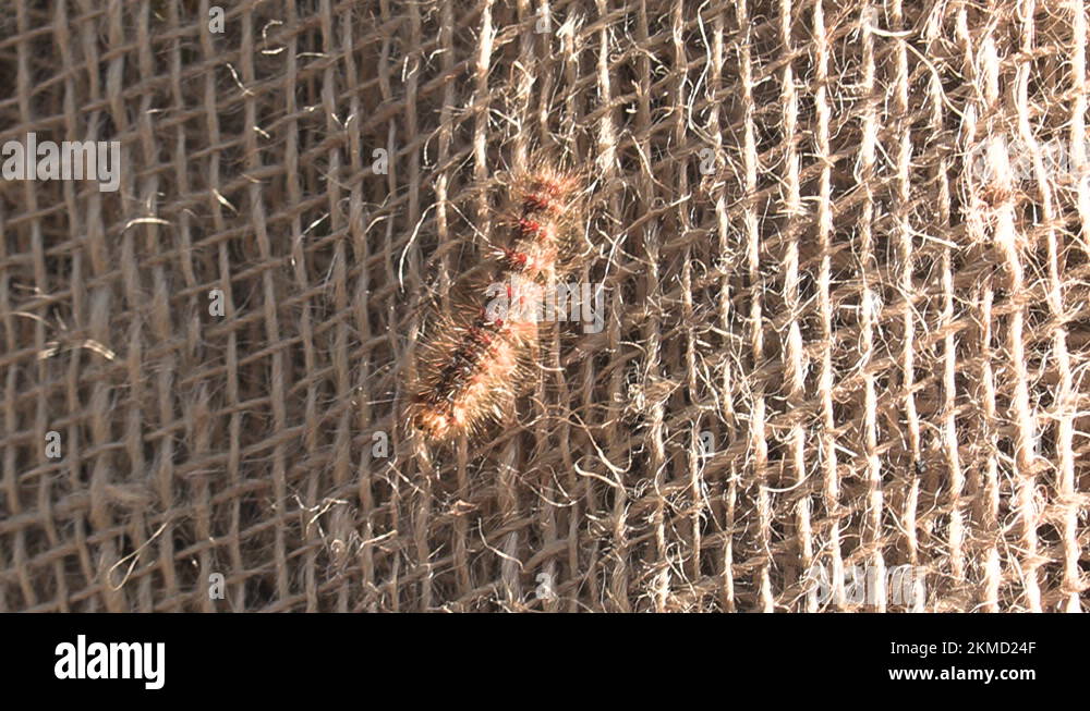 European Gypsy moth caterpillar infestation destroys trees in city
