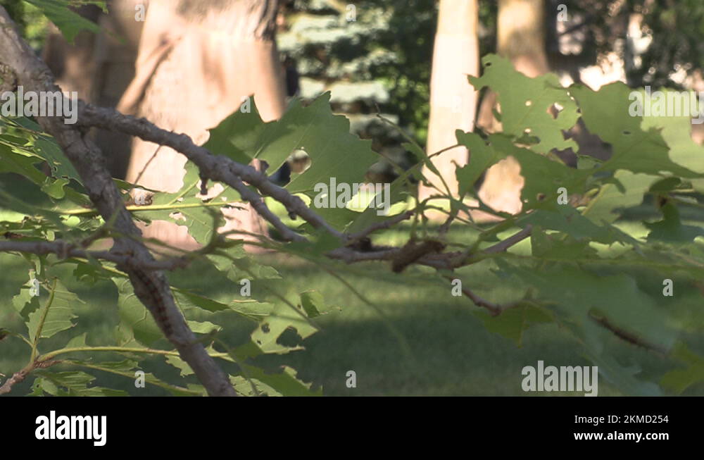 European Gypsy moth caterpillar infestation destroys trees in city