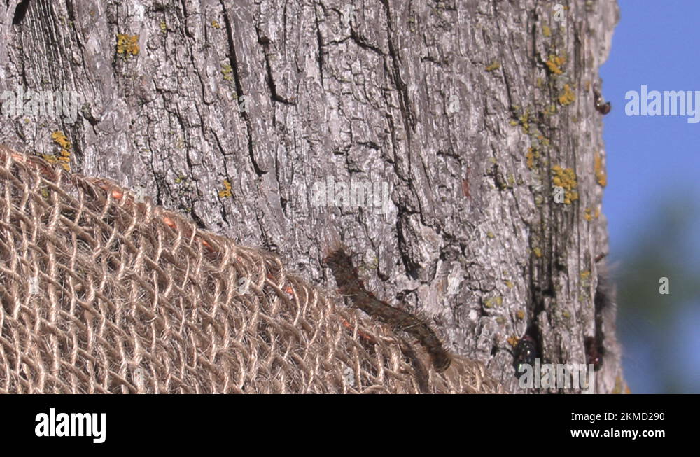 European Gypsy moth caterpillar infestation destroys trees in city