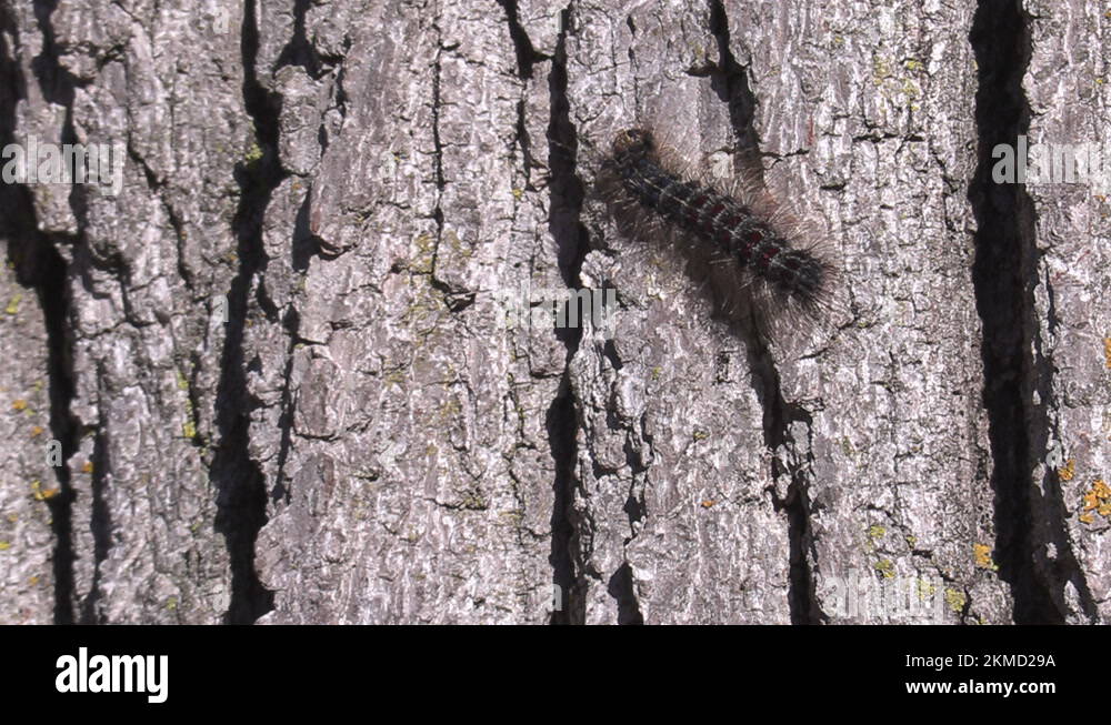 European Gypsy moth caterpillar infestation destroys trees in city