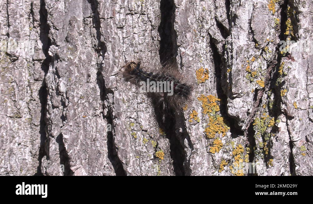 European Gypsy moth caterpillar infestation destroys trees in city