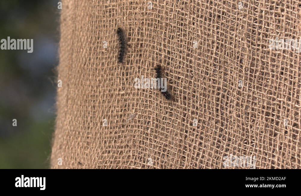 European Gypsy moth caterpillar infestation destroys trees in city