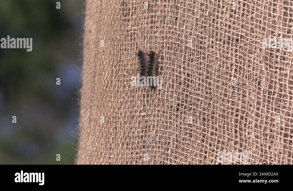 European Gypsy moth caterpillar infestation destroys trees in city