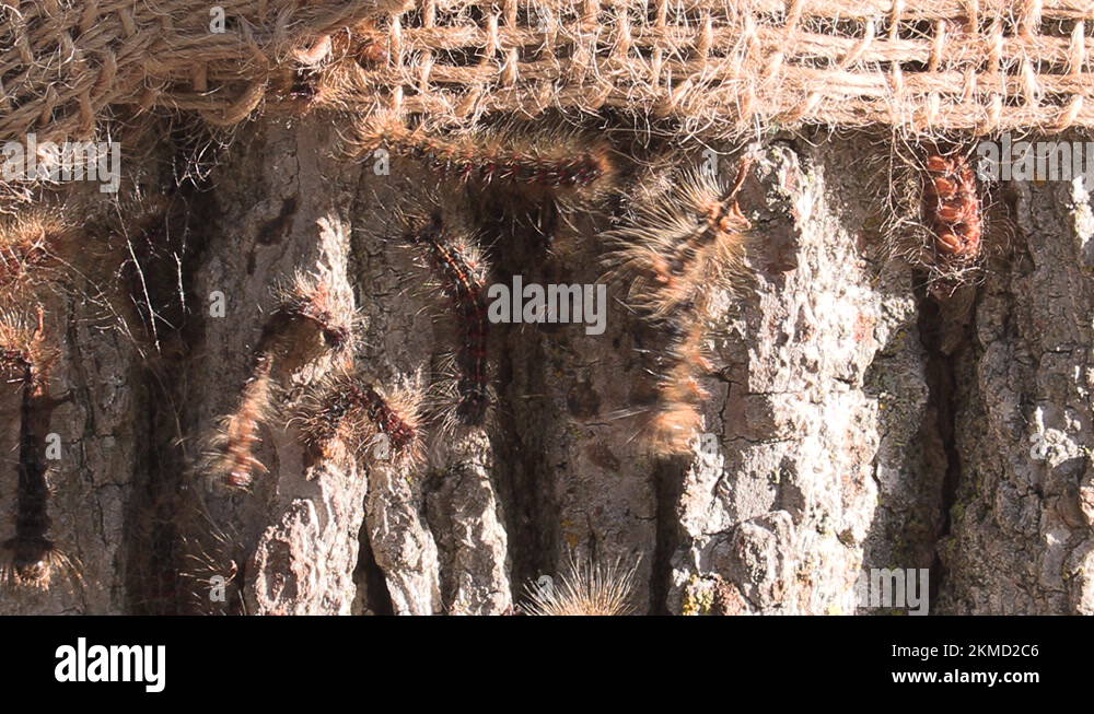 European Gypsy moth caterpillar infestation destroys trees in city