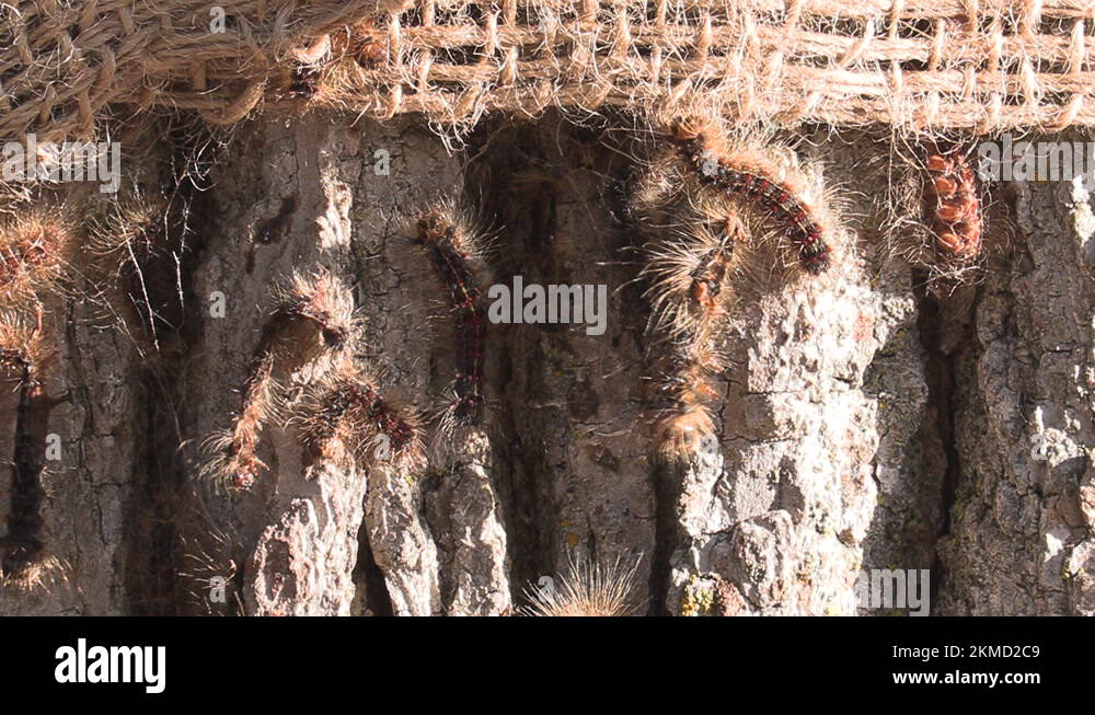 Caterpillar infestation Stock Videos & Footage - HD and 4K Video Clips ...