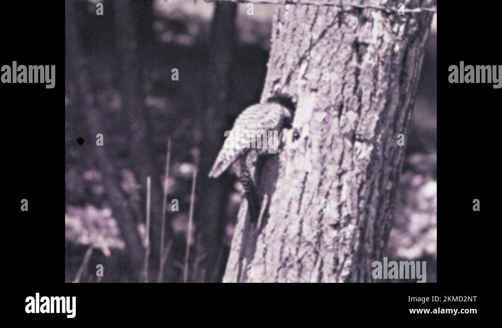 1960s: Northern Flicker sticks head out of nest hole and shows long