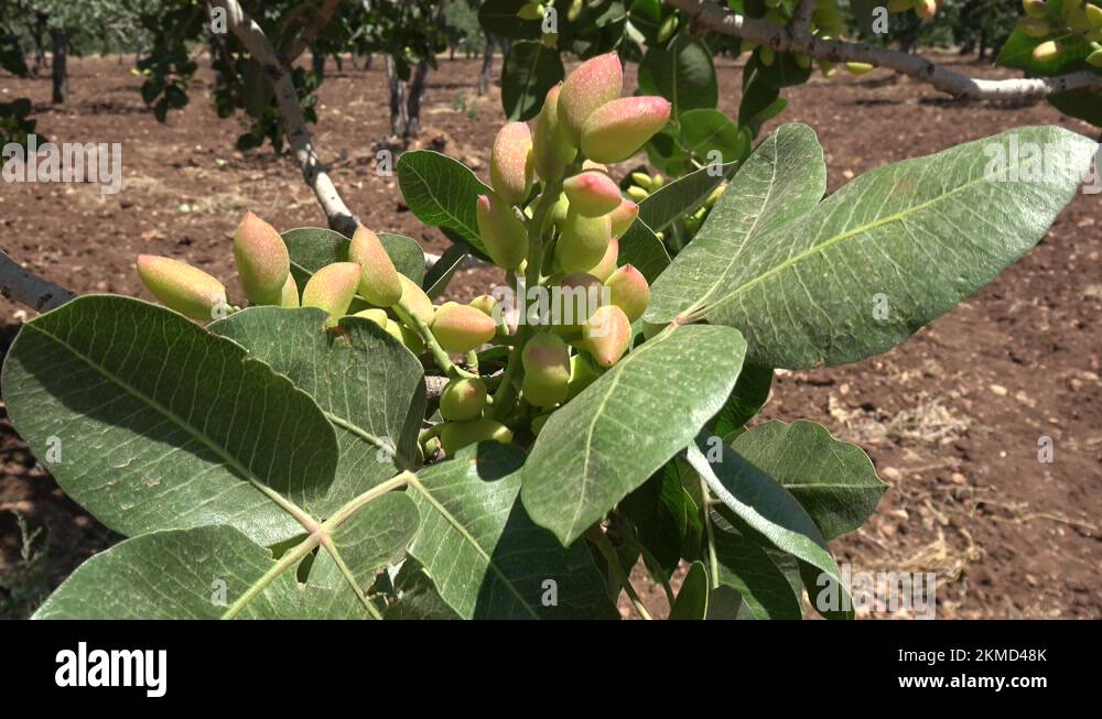 Pistachio tree nut Stock Videos & Footage HD and 4K Video Clips Alamy
