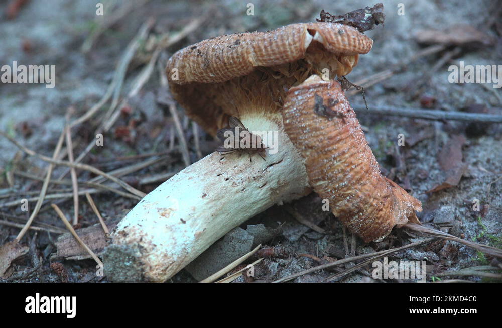 Sitting on mushroom. Courtship rituals of insects and Mating Horse ...