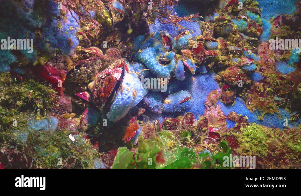 Sponges animals Stock Videos & Footage HD and 4K Video Clips Alamy