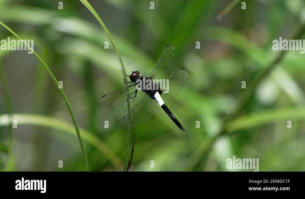 Japanese Pied Skimmer Dragonfly Rest On The Blade Of Tall Green Grass ...