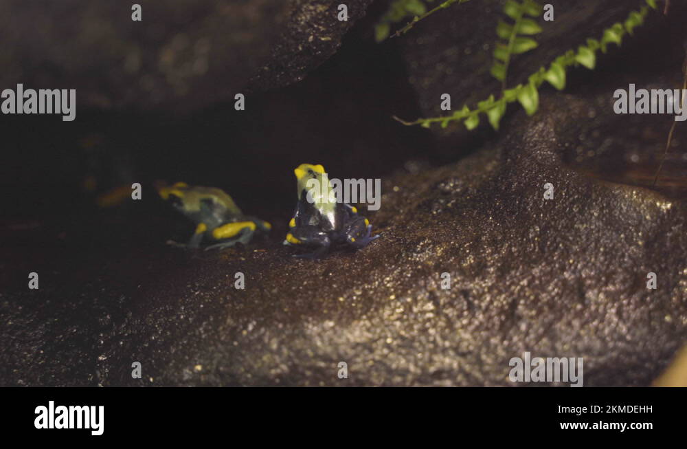 Dyeing dart frogs Stock Videos & Footage HD and 4K Video Clips Alamy