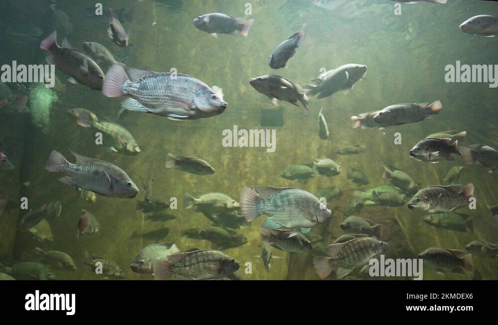 4k tilapia fish on the aquarium of Guadalajara zoo, Jalisco, Mexico