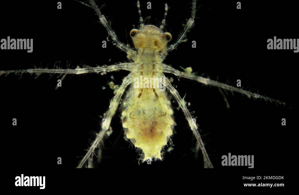 A dragonfly larva or nymph under a microscope, Order Odonata Stock