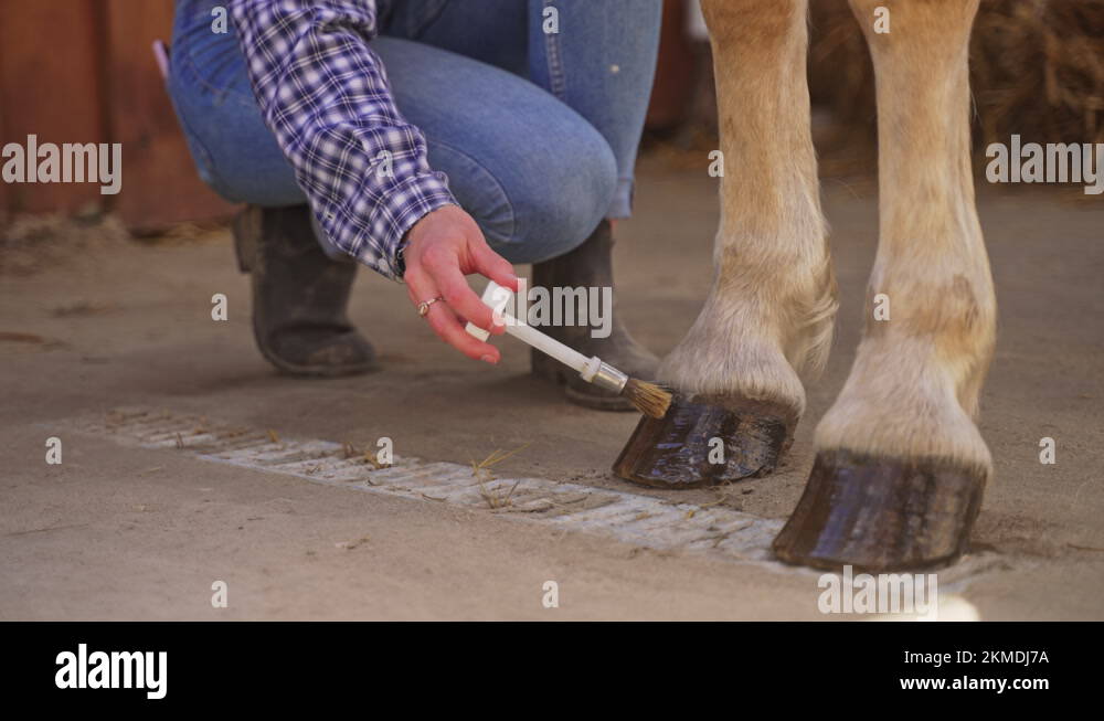 Hooves care Stock Videos & Footage HD and 4K Video Clips Alamy