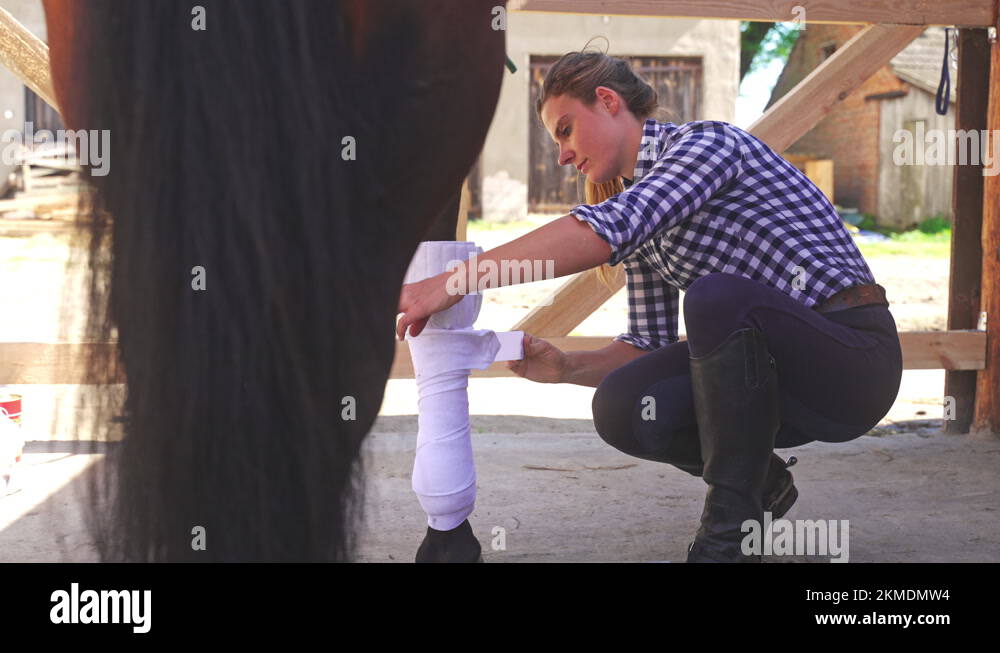 Horse Owner Applying A Bandage On Her Horse Legs In The Stable During