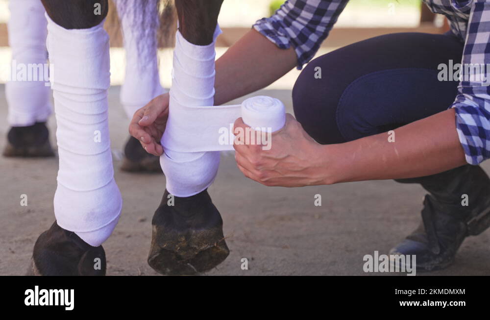 Bandaging horses leg Stock Videos & Footage HD and 4K Video Clips Alamy