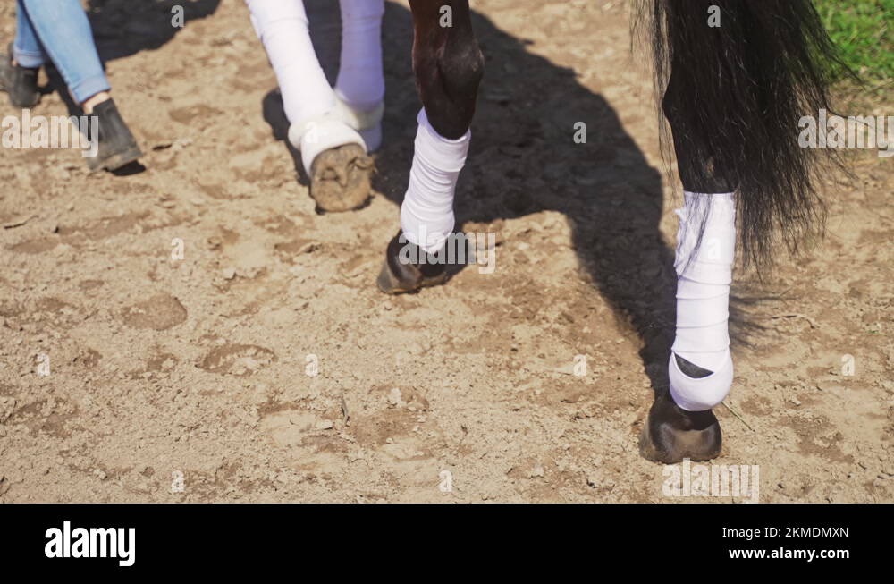 Girl walking with her Dark Bay horse on sandy ground Horse Wearing Stockings Stock Video