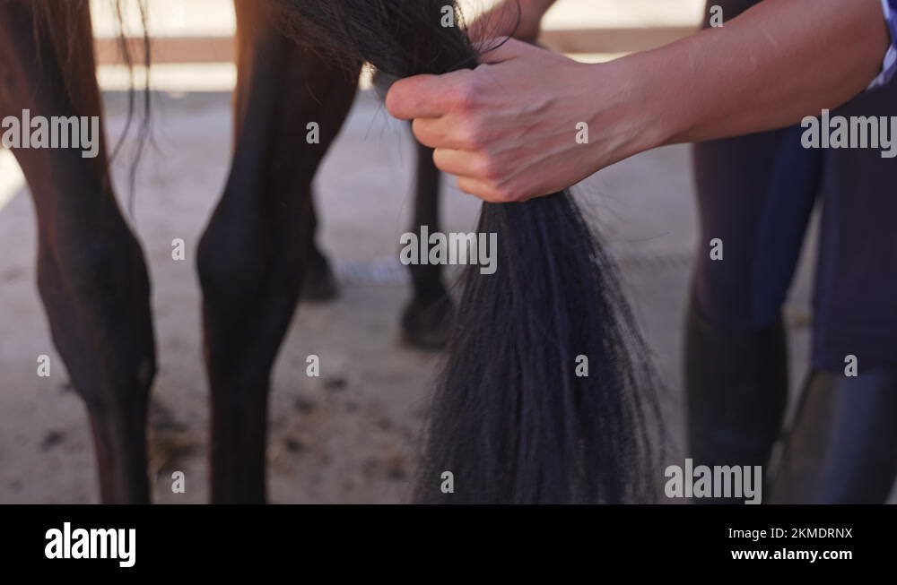 Taking care of horses Stock Videos & Footage HD and 4K Video Clips