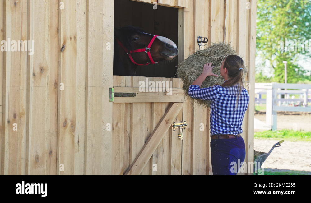 Girl Feeding Fresh Hay To The Horse In The Stable Horse owner Feeding
