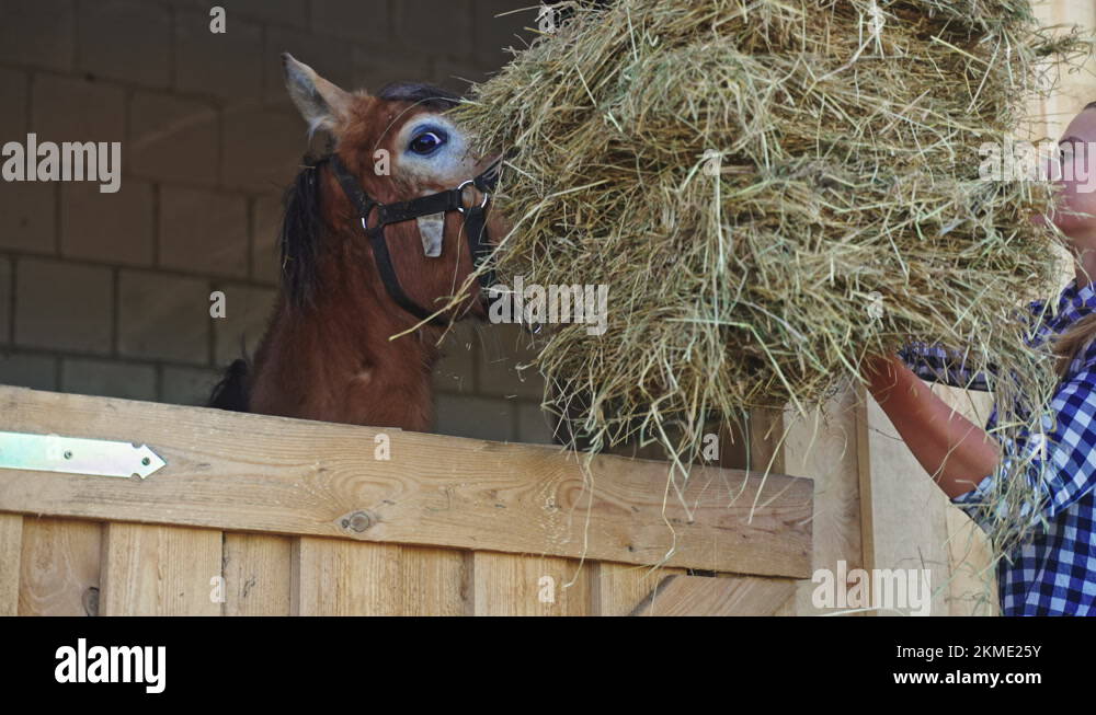 Young Girl Feeding Fresh Hay To The Horse In The Stable Feeding