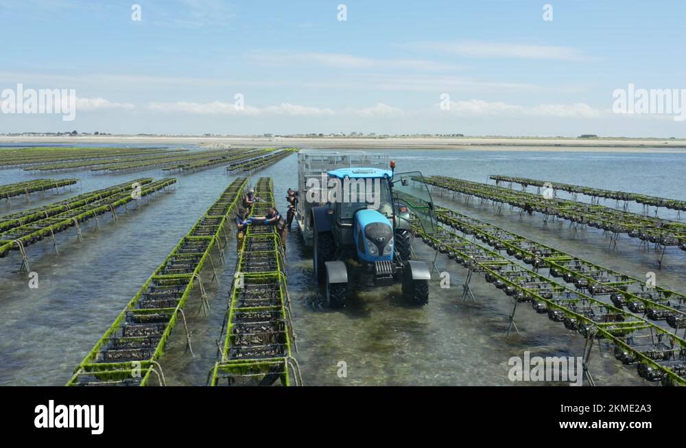 Oyster aquaculture Stock Videos & Footage HD and 4K Video Clips Alamy