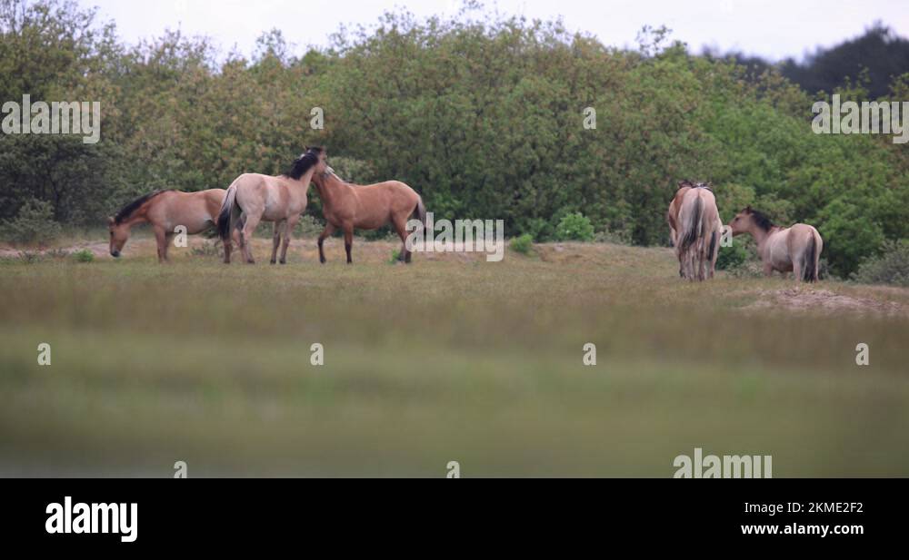 Henson horse Stock Videos & Footage HD and 4K Video Clips Alamy