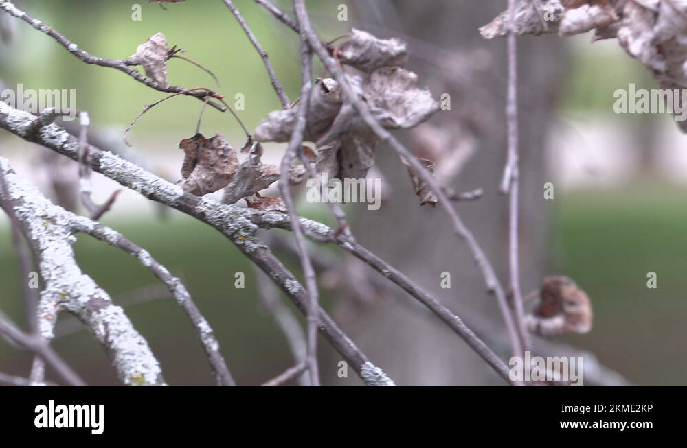 Invasive Gypsy moth caterpillar pest infestation destroys trees in