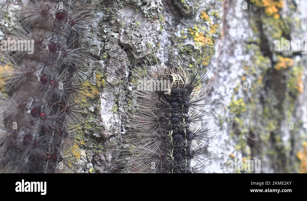 Invasive Gypsy moth caterpillar pest infestation destroys trees in