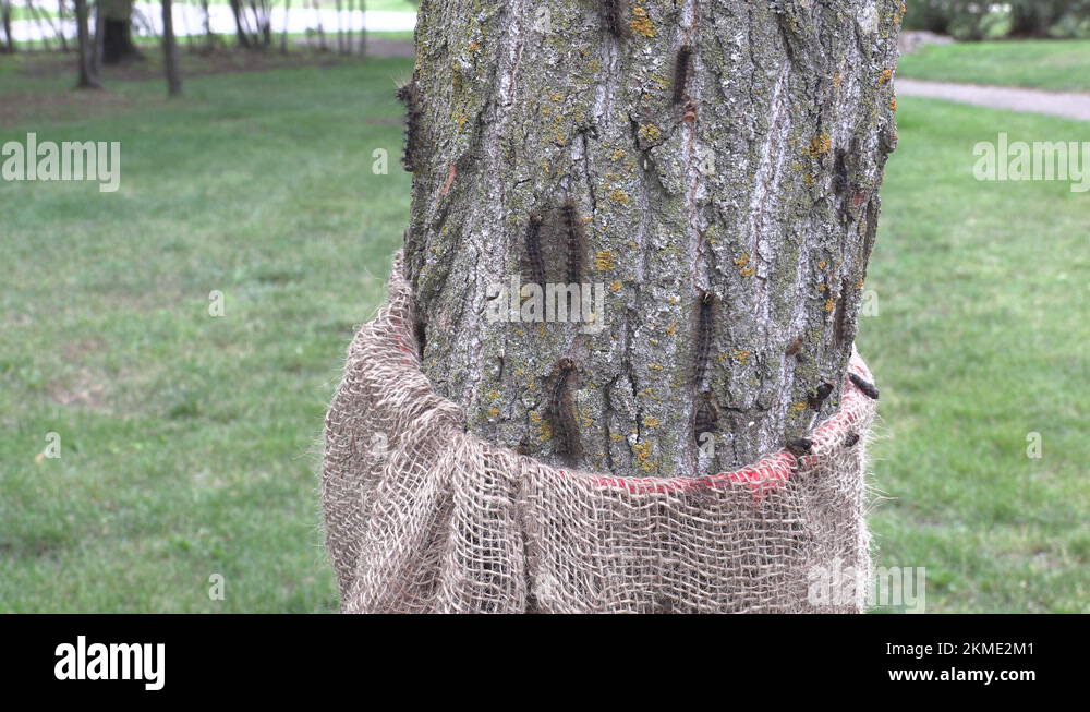 Invasive Gypsy moth caterpillar pest infestation destroys trees in