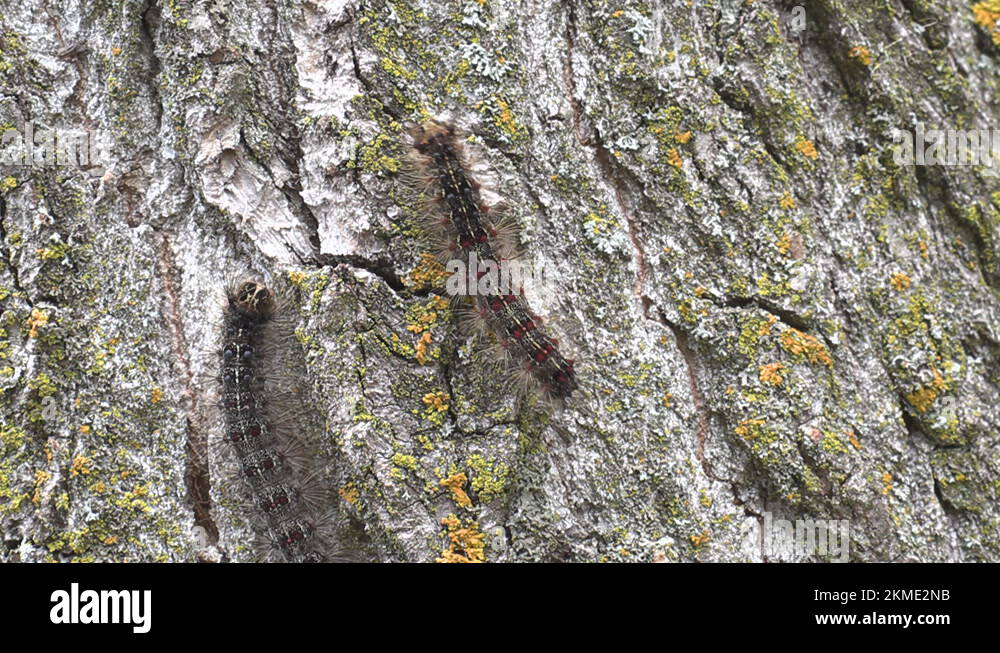 Invasive Gypsy moth caterpillar pest infestation destroys trees in
