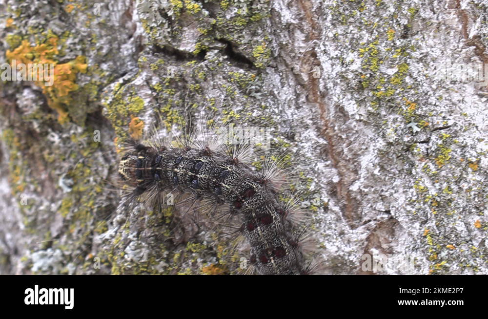 Invasive Gypsy moth caterpillar pest infestation destroys trees in