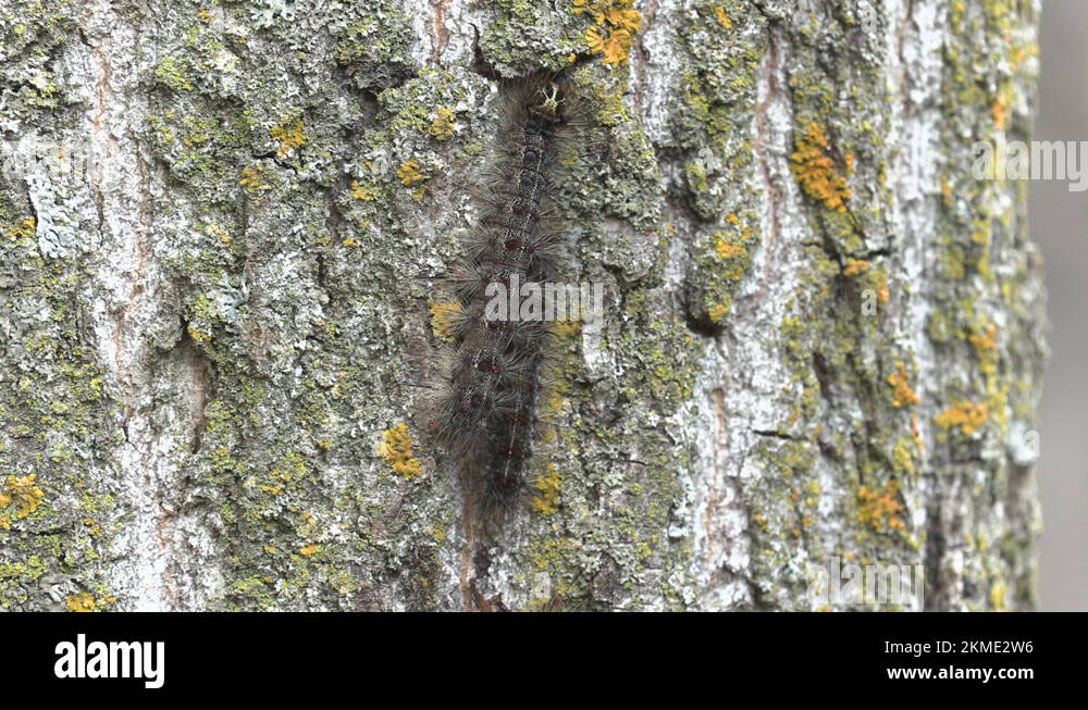 Invasive Gypsy moth caterpillar pest infestation destroys trees in