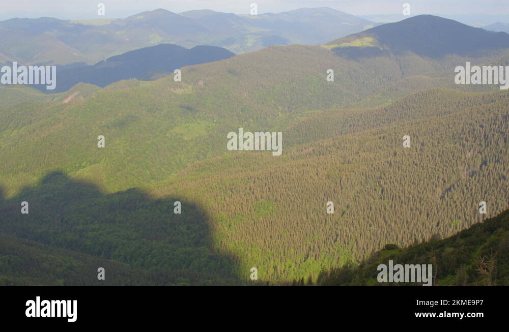 An ecological system, a biogeocenosis in which trees are the main life