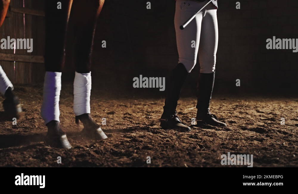 Horse owner Training Her Horse In The Ground The Horse Is Doing Jumping